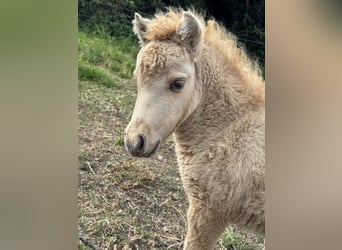 American Miniature Horse, Stallion, Foal (07/2025), 7.3 hh, Dunalino