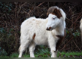 American Miniature Horse, Stallion, , 7,3 hh, Overo-all-colors