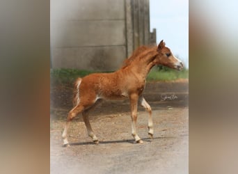 American Miniature Horse, Stallion, Foal (05/2024), 8 hh, Chestnut-Red