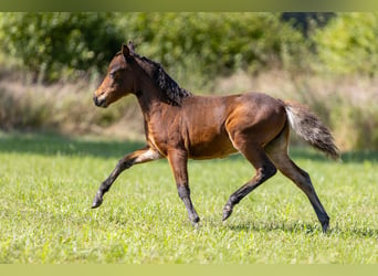 American Miniature Horse, Stallion, Foal (01/2024), Brown