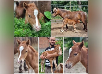 American Miniature Horse, Stallion, Foal (01/2024), Tovero-all-colors