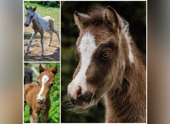 American Miniature Horse, Stallion, Foal (01/2024), Tovero-all-colors