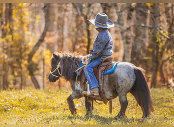 American Miniature Horse, Stute, 11 Jahre, 76 cm, Roan-Blue