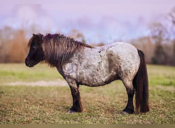 American Miniature Horse, Stute, 11 Jahre, 76 cm, Roan-Blue