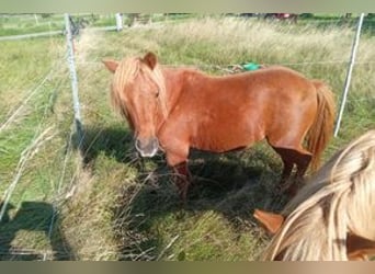 American Miniature Horse, Stute, 11 Jahre, 94 cm, Fuchs
