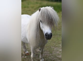 American Miniature Horse, Stute, 12 Jahre