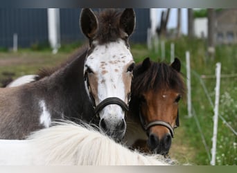 American Miniature Horse, Stute, 12 Jahre