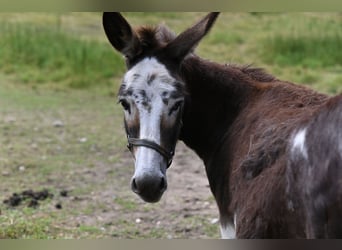 American Miniature Horse, Stute, 12 Jahre
