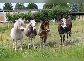 American Miniature Horse, Stute, 12 Jahre