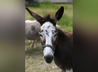 American Miniature Horse, Stute, 13 Jahre, Schecke