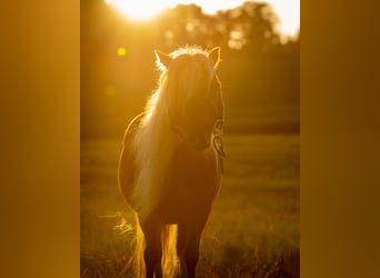 American Miniature Horse Mix, Stute, 14 Jahre, 70 cm, Fuchs