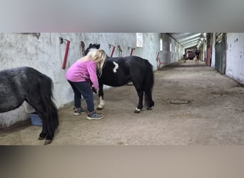 American Miniature Horse, Stute, 15 Jahre, 80 cm, Schecke