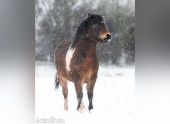 American Miniature Horse, Stute, 1 Jahr, 80 cm, Tobiano-alle-Farben