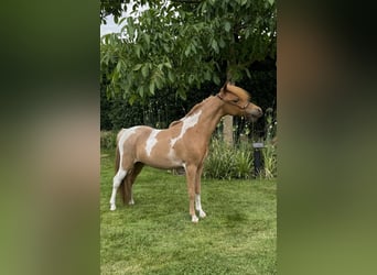 American Miniature Horse, Stute, 1 Jahr, 85 cm, Tobiano-alle-Farben