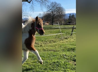 American Miniature Horse, Stute, 1 Jahr, Overo-alle-Farben
