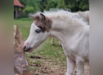 American Miniature Horse, Stute, 1 Jahr, Tovero-alle-Farben