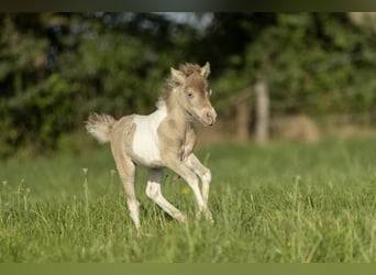 American Miniature Horse, Stute, 2 Jahre, 78 cm, Champagne