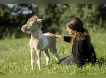 American Miniature Horse, Stute, 2 Jahre, 78 cm, Champagne