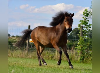 American Miniature Horse, Stute, 2 Jahre, 85 cm, Brauner