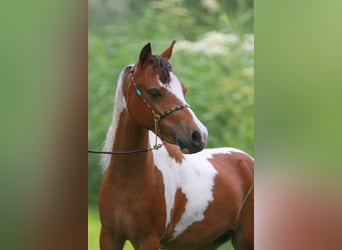 American Miniature Horse, Stute, 2 Jahre, 90 cm, Schecke