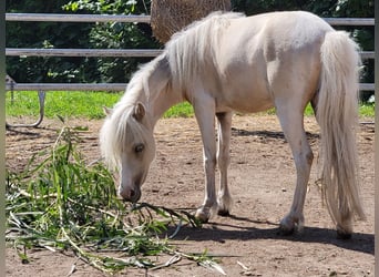 American Miniature Horse, Stute, 2 Jahre, Palomino