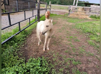 American Miniature Horse, Stute, 3 Jahre, Palomino