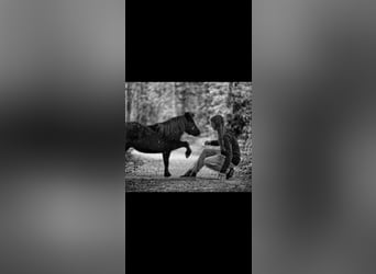 American Miniature Horse, Stute, 4 Jahre, 83 cm, Rappe
