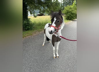 American Miniature Horse, Stute, 4 Jahre, 85 cm