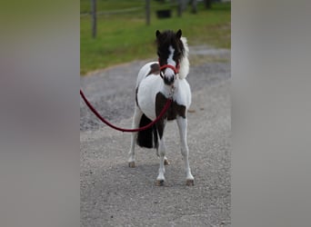 American Miniature Horse, Stute, 4 Jahre, 85 cm