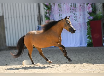 American Miniature Horse, Stute, 5 Jahre, 81 cm, Buckskin