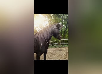 American Miniature Horse, Stute, 5 Jahre, 83 cm, Rappe