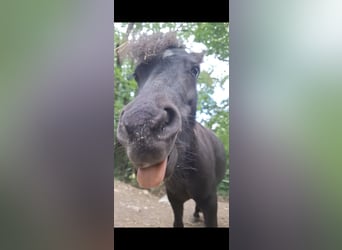 American Miniature Horse, Stute, 5 Jahre, 85 cm, Rappe