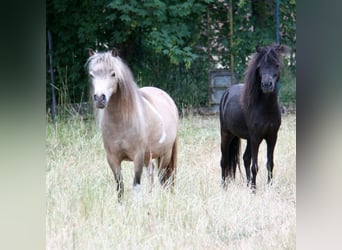 American Miniature Horse, Stute, 5 Jahre, 85 cm, Tobiano-alle-Farben