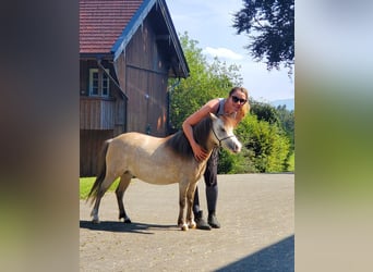 American Miniature Horse, Stute, 6 Jahre, 85 cm, Fliegenschimmel