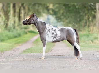 American Miniature Horse, Stute, 6 Jahre