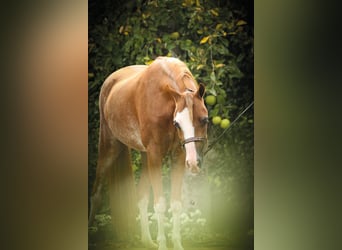 American Miniature Horse, Stute, 7 Jahre, 100 cm, Sabino