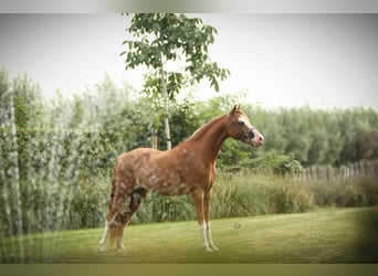 American Miniature Horse, Stute, 7 Jahre, 100 cm, Sabino