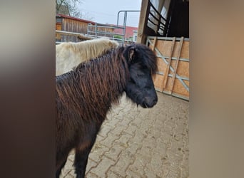 American Miniature Horse, Stute, 7 Jahre, 84 cm, Rappe