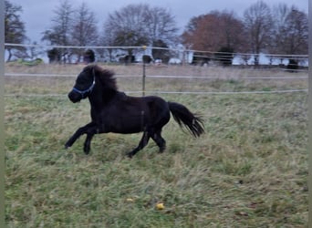 American Miniature Horse, Stute, 7 Jahre, 84 cm, Rappe