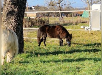American Miniature Horse, Stute, 7 Jahre, 84 cm, Rappe