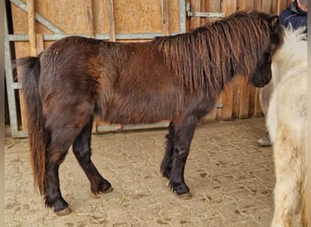American Miniature Horse, Stute, 7 Jahre, 84 cm, Rappe