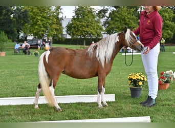 American Miniature Horse, Stute, 7 Jahre, 87 cm, Schecke