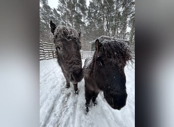American Miniature Horse, Stute, 8 Jahre, 83 cm, Tigerschecke