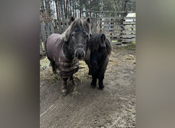 American Miniature Horse Mix, Stute, 8 Jahre, 83 cm, Tigerschecke