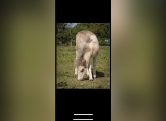 American Miniature Horse Mix, Stute, Fohlen (04/2023), 105 cm, Overo-alle-Farben