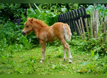 American Miniature Horse, Stute, Fohlen (06/2025), 60 cm, Fuchs