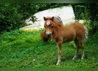 American Miniature Horse, Stute, Fohlen (06/2025), 60 cm, Fuchs