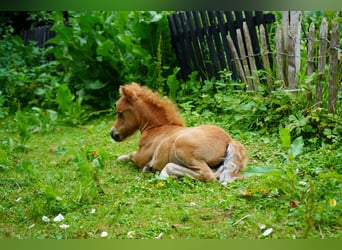 American Miniature Horse, Stute, Fohlen (06/2025), 60 cm, Fuchs