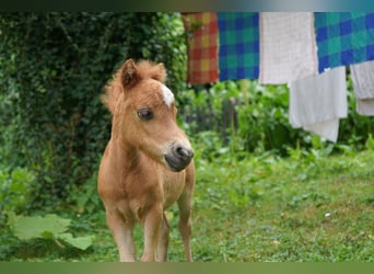 American Miniature Horse, Stute, Fohlen (06/2025), 60 cm, Fuchs