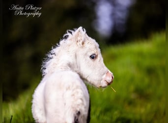 American Miniature Horse, Stute, Fohlen (04/2023), 83 cm, Tovero-alle-Farben